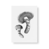Matsutake mushroom postcard art print
