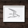 Tern fine art print