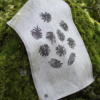 Pine cone tea towel