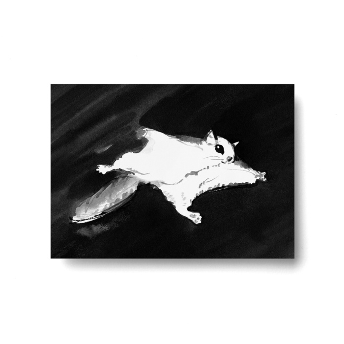 Flying squirrel postcard