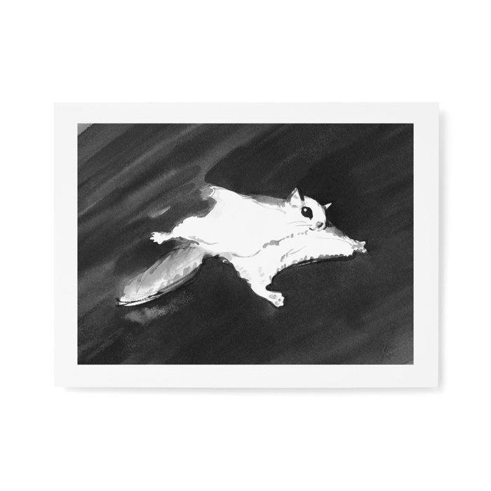 Flying squirrel fine art print