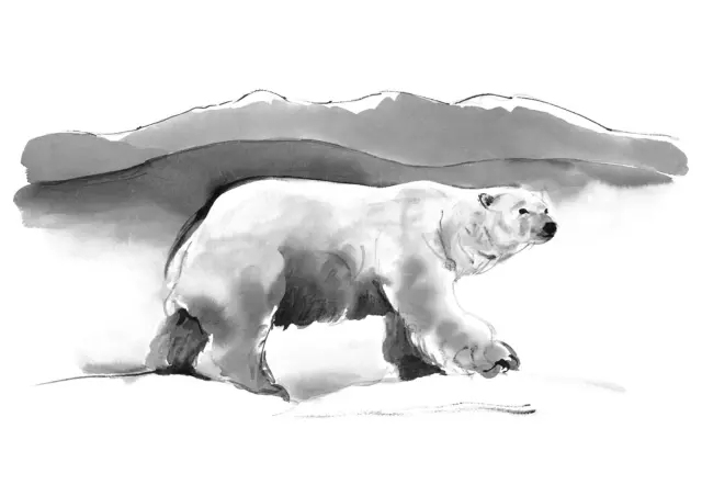 Polar bear — Jääkarhu

The polar bear (Ursus maritimus) lives in the Arctic, relying on sea ice to hunt seals. During the Ice Age, it roamed much further south, even reaching Central Europe. Polar bears mainly feed on blubber from marine mammals and cannot survive without ice, as they hunt seals at breathing holes. Most Ice Age animals went extinct, but polar bears survived due to their harsh environment and isolation. Today, however, climate change threatens their survival by shrinking sea ice, leading to longer ice-free periods each summer, making it harder for them to find food.

The artwork was created for the Giants of the Ice Age exhibition at @heurekafi 

****

Jääkarhu (Ursus maritimus) elää arktisella alueella, jossa se metsästää hylkeitä merijäällä. Jääkaudella se levisi Keski-Euroopan rannikolle asti. Jääkarhu syö pääasiassa merinisäkkäiden rasvaa ja ei voi elää ilman jäätä. Se saalistaa hylkeitä jääaukkojen luona, mutta ei saa saalista, jos meri on sulana. Viimeisimmän jääkauden jälkeen jääkarhu on yksi harvoista suurista eläimistä, jotka ovat selvinneet. Nykyään ilmastonmuutos uhkaa sitä, sillä merijään alue kutistuu ja jääkarhujen täytyy sietää yhä pidempää jäättömyyttä kesäisin.

Kuvitus on luotu Jääkauden jättiläiset -näyttelyä varten @heurekafi

#jääkaudenjättiläiset #jääkaudenjättiläisetnäyttely #jääkausi #iceage #giantsoftheiceage #climatechange #ilmastonmuutos #ilmastonlämpeneminen #polarbear #polarbears #polarbearsofinstagram #jääkarhu #teemujarvi #teemujärvi #teemujarviillustrations #teemujärviillustrations