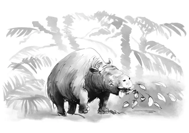 Toxodon — Toksodontti

The toxodon (Toxodon platensis) was a large, unusual animal about the size of a rhinoceros, with a rodent-like head, horse-like teeth, and eyes positioned like a hippo’s. It was native to South America during the Ice Age and adapted to a variety of habitats, including rainforests, savannahs, and grasslands. It survived for over five million years but went extinct around 11,000 years ago, possibly due to hunting by early humans. The toxodon’s strange features and adaptability made it a unique part of South America’s prehistoric fauna.

The artwork was created for the Giants of the Ice Age exhibition at @heurekafi

****

Toksodontti (Toxodon platensis) oli Etelä-Amerikassa jääkaudella elänyt, ison sarvikuonon kokoinen eläin, jolla oli jyrsijämäinen pää ja hevosen kaltaiset hampaat. Se oli sopeutunut moniin ympäristöihin, kuten sademetsiin ja pampalle, ja selvisi yli viisi miljoonaa vuotta ilmastonmuutoksista. Toksodontit kuolivat sukupuuttoon noin 11 000 vuotta sitten, ja on mahdollista, että varhaiset ihmiset metsästivät niitä.

Kuvitus on luotu Jääkauden jättiläiset -näyttelyä varten @heurekafi

#jääkaudenjättiläiset #jääkaudenjättiläisetnäyttely #jääkausi #iceage #giantsoftheiceage #toksodontti #toxodon #teemujärvi #teemujärviillustrations #teemujarvi #teemujarviillustrations #sciencecenterheureka